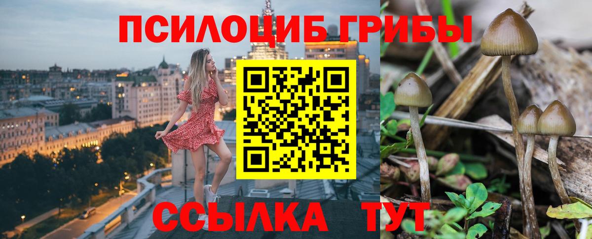 Галлюциногенные грибы Cubensis Курган
